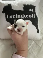 AKC Tucker, a male Chihuahua for sale in Norwich, CT – Photo 2 of 10