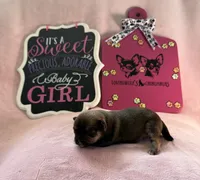 STELLA AKC CHAMPION BLOODLINES , a female Chihuahua for sale in Norwich, CT – 8 of 10