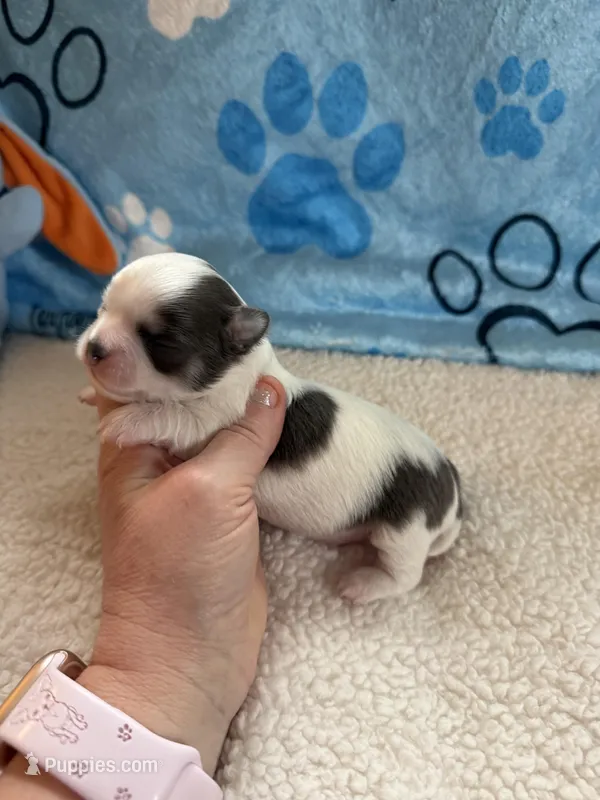 AKC Blue Asher – Chihuahua puppy for sale in Norwich, CT