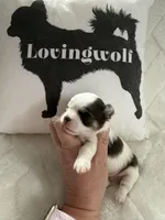 AKC Blue Asher, a male Chihuahua for sale in Norwich, CT – Photo 2 of 9