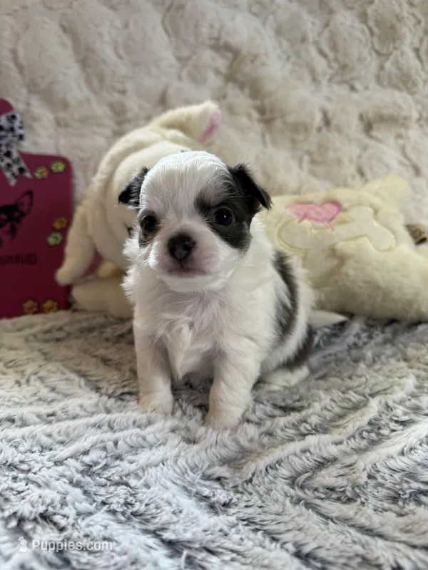 AKC Blue Asher – Chihuahua puppy for sale in Norwich, CT