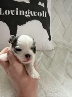 AKC Blue Asher, a male Chihuahua for sale in Norwich, CT – Photo 5 of 9