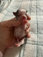 AKC Blue, a male Chihuahua for sale in Norwich, CT – Photo 6 of 10