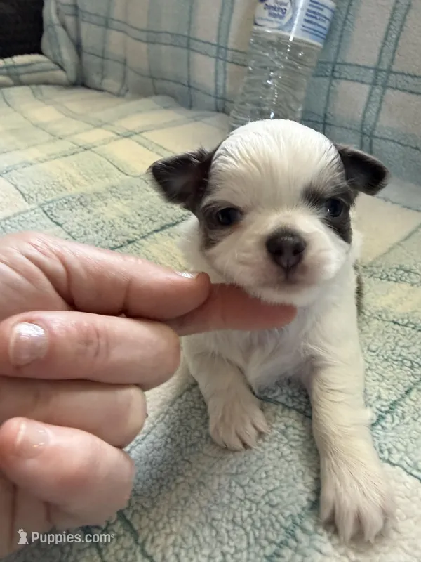 AKC Blue Asher – Chihuahua puppy for sale in Norwich, CT