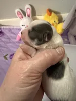 AKC Blue Asher, a male Chihuahua for sale in Norwich, CT – Photo 7 of 10