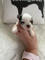 AKC Blue Asher, a male Chihuahua for sale in Norwich, CT – Photo 3 of 9