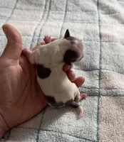 AKC Blue, a male Chihuahua for sale in Norwich, CT – Photo 5 of 10