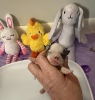 AKC Blue Asher, a male Chihuahua for sale in Norwich, CT – Photo 5 of 10