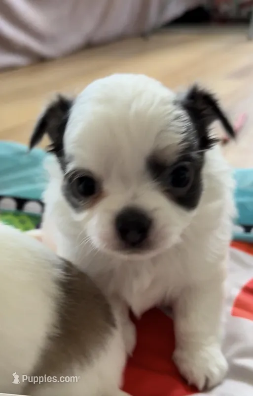 AKC Blue Asher – Chihuahua puppy for sale in Norwich, CT