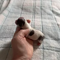 AKC Blue, a male Chihuahua for sale in Norwich, CT – Photo 8 of 10