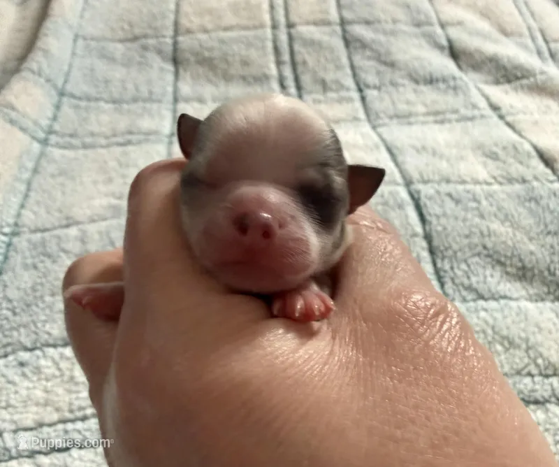 AKC Blue – Chihuahua puppy for sale in Norwich, CT