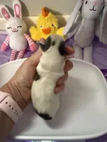 AKC Blue Asher, a male Chihuahua for sale in Norwich, CT – Photo 6 of 10