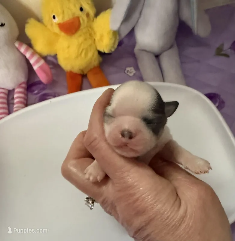 AKC Blue Asher – Chihuahua puppy for sale in Norwich, CT