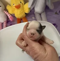 AKC Blue Asher, a male Chihuahua for sale in Norwich, CT – Photo 1 of 10