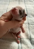 AKC Blue, a male Chihuahua for sale in Norwich, CT – Photo 2 of 10