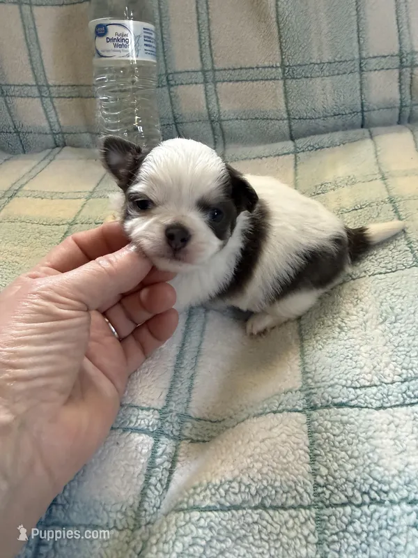 AKC Blue Asher – Chihuahua puppy for sale in Norwich, CT
