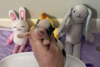 AKC Blue Asher, a male Chihuahua for sale in Norwich, CT – Photo 2 of 10