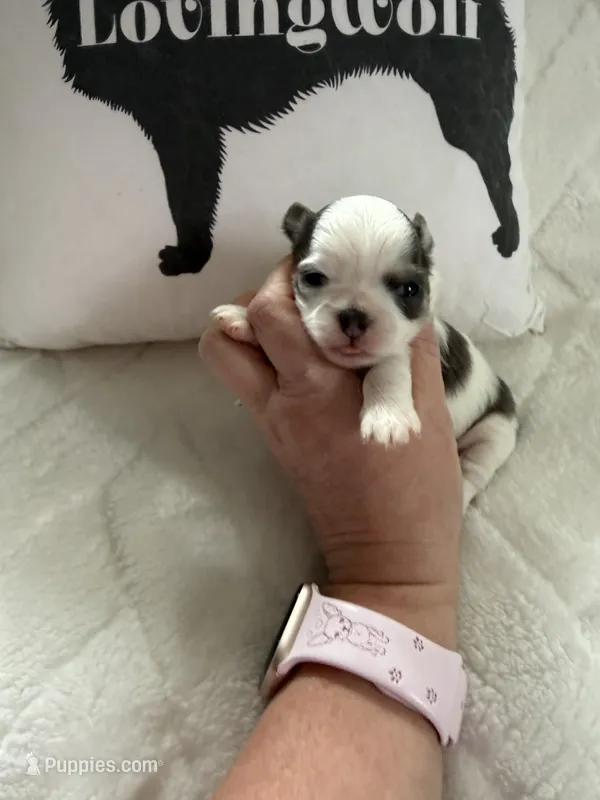 AKC Blue Asher – Chihuahua puppy for sale in Norwich, CT