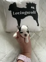 AKC Blue Asher, a male Chihuahua for sale in Norwich, CT – Photo 4 of 9