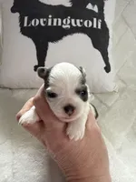 AKC Blue Asher, a male Chihuahua for sale in Norwich, CT – Photo 7 of 9