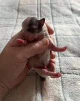 AKC Blue, a male Chihuahua for sale in Norwich, CT – Photo 3 of 10