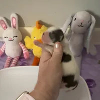 AKC Blue Asher, a male Chihuahua for sale in Norwich, CT – Photo 3 of 10