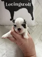 AKC Blue Asher, a male Chihuahua for sale in Norwich, CT – Photo 6 of 9