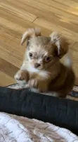 Small girl Bella , a female Chihuahua for sale in Norwich, CT – 4 of 10