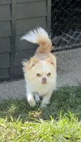 AKC Champion Bloodlines Coming, a  Chihuahua for sale in Norwich, CT – 8 of 9