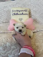 AKC Coming soon, a  Chihuahua for sale in Norwich, CT – 3 of 10
