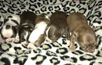 AKC CHAMPION BLOODLINES COMING SOON, a  Chihuahua for sale in Norwich, CT – 6 of 8