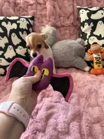 Shilo, a female Chihuahua for sale in Norwich, CT – 8 of 9
