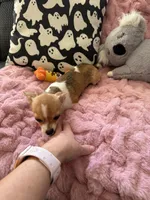Shilo, a female Chihuahua for sale in Norwich, CT – 5 of 9