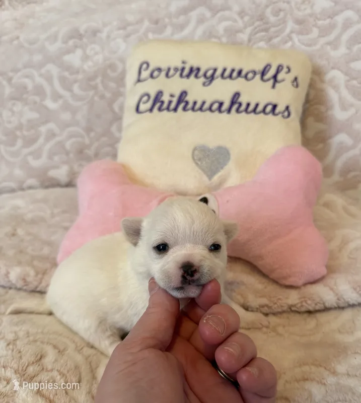 AKC Coming soon – Chihuahua puppy for sale in Norwich, CT