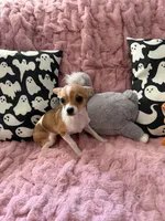 Shilo, a female Chihuahua for sale in Norwich, CT – 7 of 9