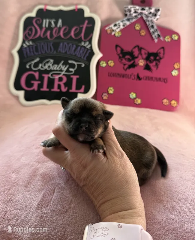 STELLA AKC CHAMPION BLOODLINES  – Chihuahua puppy for sale in Norwich, CT