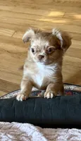 Small girl Bella , a female Chihuahua for sale in Norwich, CT – 8 of 10