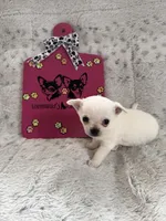  TINY AKC BELLA, a female Chihuahua for sale in Norwich, CT – Photo 8 of 9