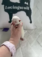 AKC Emma, a female Chihuahua for sale in Norwich, CT – Photo 8 of 10