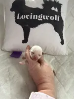 AKC Emma, a female Chihuahua for sale in Norwich, CT – Photo 6 of 10