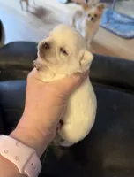 AKC Bella, a female Chihuahua for sale in Norwich, CT – Photo 7 of 9