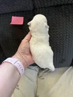 AKC Bella, a female Chihuahua for sale in Norwich, CT – Photo 2 of 9