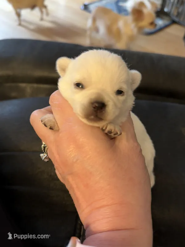 AKC Bella – Chihuahua puppy for sale in Norwich, CT