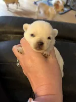 AKC Bella, a female Chihuahua for sale in Norwich, CT – Photo 1 of 9