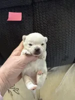 AKC Bella, a female Chihuahua for sale in Norwich, CT – Photo 3 of 9