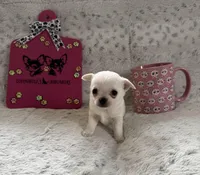  TINY AKC BELLA, a female Chihuahua for sale in Norwich, CT – Photo 7 of 9