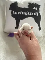 AKC Emma, a female Chihuahua for sale in Norwich, CT – Photo 2 of 10