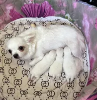 AKC Bella, a female Chihuahua for sale in Norwich, CT – Photo 8 of 9