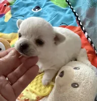 AKC TINY BELLA, a female Chihuahua for sale in Norwich, CT – Photo 2 of 10