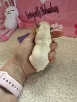 AKC Emma, a female Chihuahua for sale in Norwich, CT – Photo 3 of 10